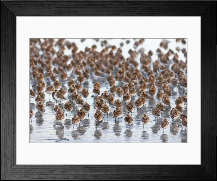 Framed Print : Flock of Western Sandpipers (Calidris mauri) resting on a mudflat Framed Print : Flock of Western Sandpipers (Calidris mauri) resting on a mudflat