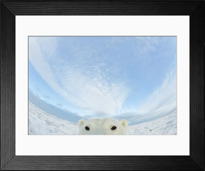 Framed Print : Curious Polar bear cub (Ursus maritimus) on newly formed pack ice