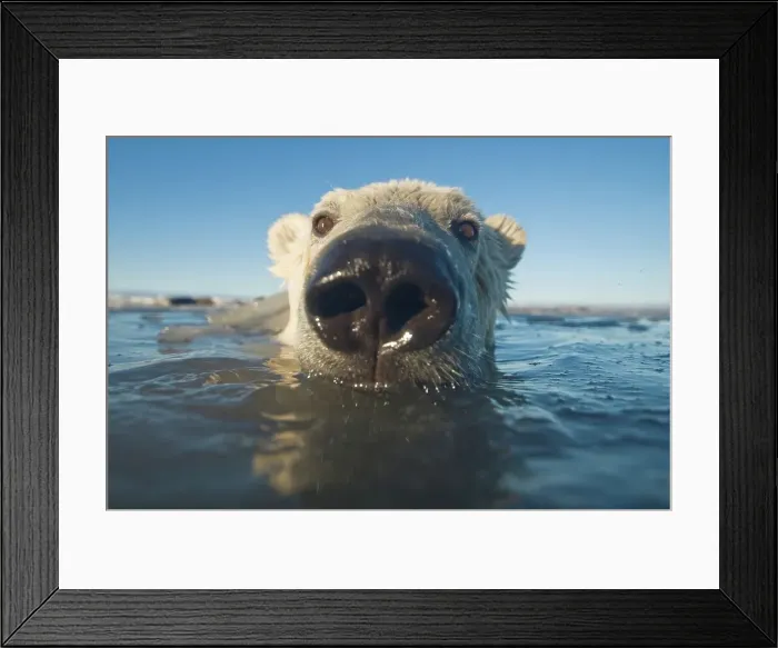 Framed Print : Juvenile Polar bear (Ursus maritimus) in freezing water Framed Print : Juvenile Polar bear (Ursus maritimus) in freezing water