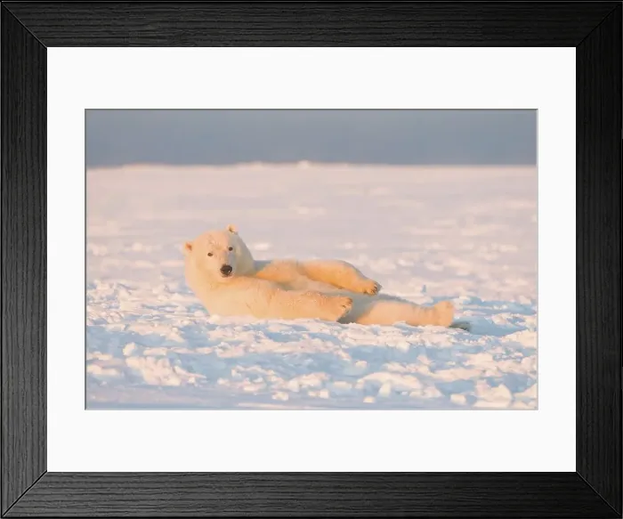 Framed Print : Polar bear (Ursus maritimus) cub resting on newly formed pack ice Framed Print : Polar bear (Ursus maritimus) cub resting on newly formed pack ice