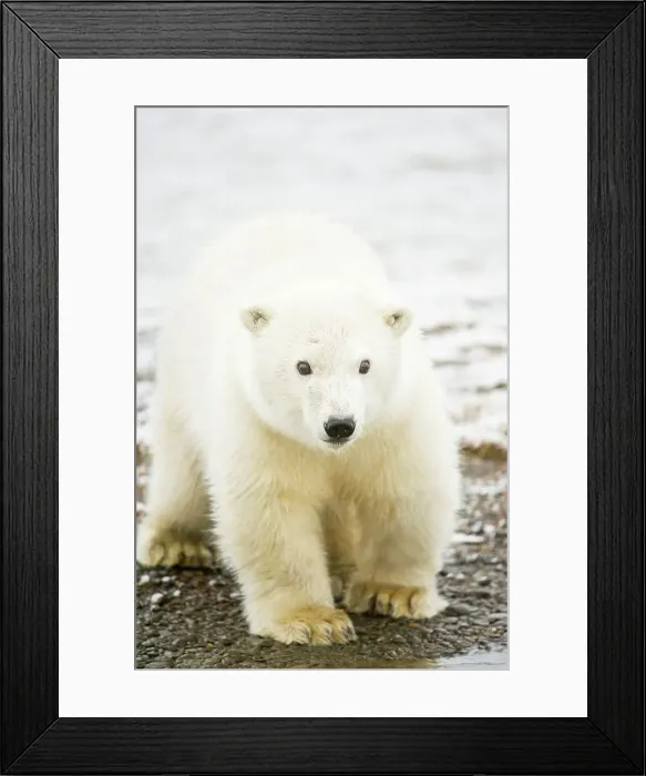Framed Print : Polar bear (Ursus maritimus) cub walking on barrier island Framed Print : Polar bear (Ursus maritimus) cub walking on barrier island