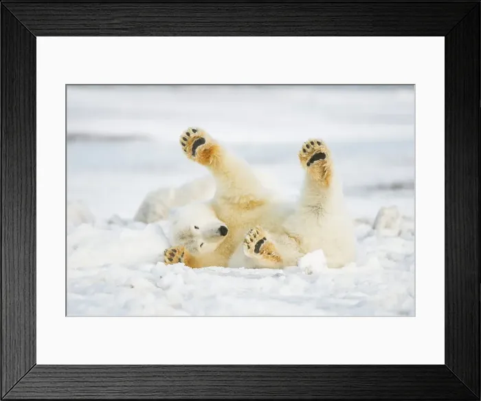 Framed Print : Polar bear (Ursus maritimus) sow rolling around on newly formed pack ice