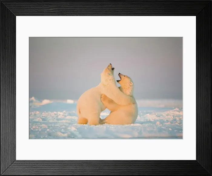 Framed Print : Two juvenile Polar bears (Ursus maritimus) playing on newly formed pack ice