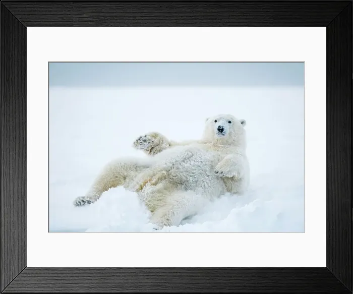 Framed Print : Female Polar bear (Ursus maritimus) rolls around on newly formed pack ice Framed Print : Female Polar bear (Ursus maritimus) rolls around on newly formed pack ice
