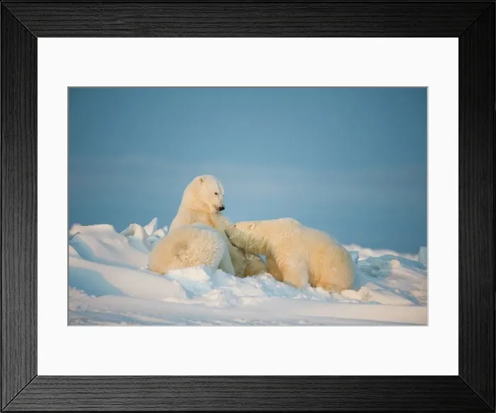 Framed Print : Polar bear (Ursus maritimus) sow nursing her cubs on the newly frozen pack ice Framed Print : Polar bear (Ursus maritimus) sow nursing her cubs on the newly frozen pack ice