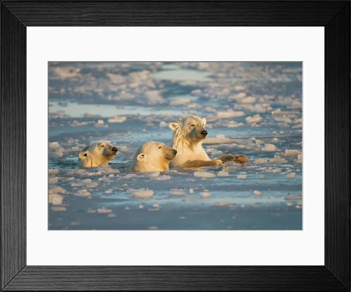 Framed Print : Polar bear (Ursus maritimus) cubs swimming through slushy newly forming pack ice during fall freeze up Framed Print : Polar bear (Ursus maritimus) cubs swimming through slushy newly forming pack ice during fall freeze up