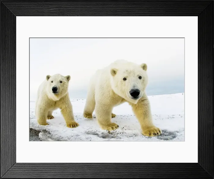 Framed Print : Pair of Polar bear (Ursus maritimus) curious cubs on a barrier island