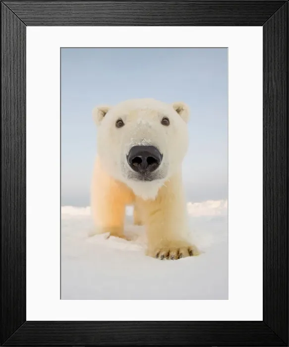 Framed Print : Curious Polar bear cub (Ursus maritimus) on newly formed pack ice