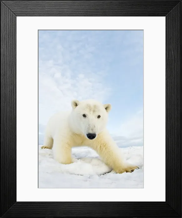 Framed Print : Curious Polar bear cub (Ursus maritimus) on newly formed pack ice Framed Print : Curious Polar bear cub (Ursus maritimus) on newly formed pack ice