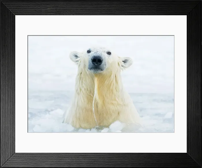 Framed Print : Polar bear (Ursus maritimus) cub emerging from newly forming pack ice during fall freeze up