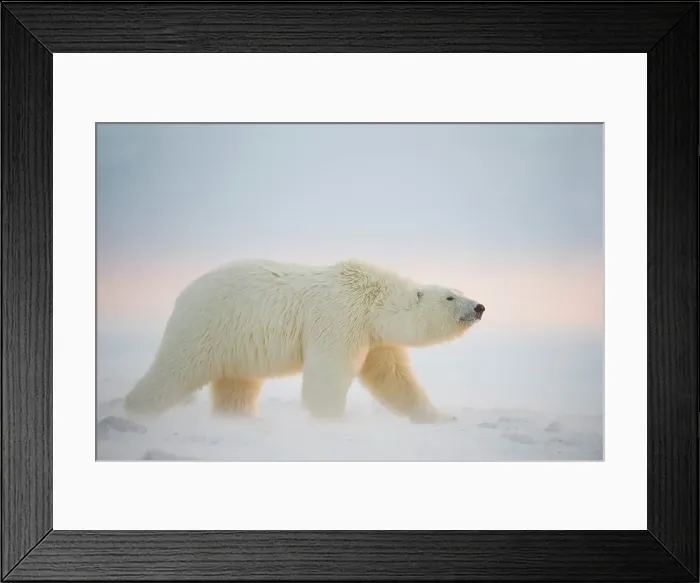 Framed Print : Polar bear cub (Ursus maritimus) walking on newly formed pack ice Framed Print : Polar bear cub (Ursus maritimus) walking on newly formed pack ice