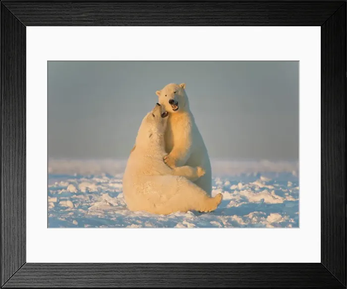 Framed Print : Two juvenile Polar bears (Ursus maritimus) playing on newly formed pack ice Framed Print : Two juvenile Polar bears (Ursus maritimus) playing on newly formed pack ice