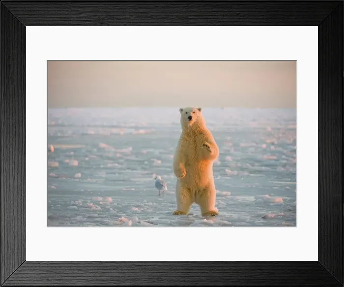 Framed Print : Polar bear (Ursus maritimus) cub standing on the newly formed pack ice during fall freeze up Framed Print : Polar bear (Ursus maritimus) cub standing on the newly formed pack ice during fall freeze up