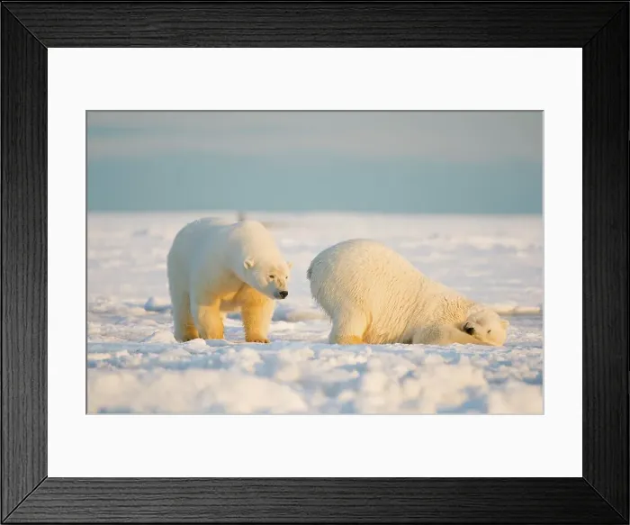 Framed Print : Polar bear (Ursus maritimus) sow with juvenile cub on the newly frozen pack ice during fall freeze up