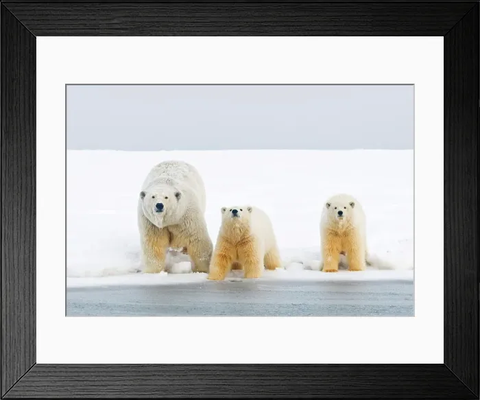 Framed Print : Polar bear (Ursus maritimus) sow with cubs along Bernard Spit during fall freeze up Framed Print : Polar bear (Ursus maritimus) sow with cubs along Bernard Spit during fall freeze up
