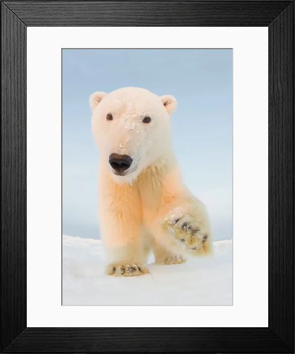 Framed Print : Curious Polar bear cub (Ursus maritimus) on newly formed pack ice Framed Print : Curious Polar bear cub (Ursus maritimus) on newly formed pack ice