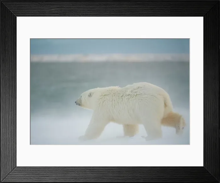 Framed Print : Polar bear cub (Ursus maritimus) walking along Bernard Spit Framed Print : Polar bear cub (Ursus maritimus) walking along Bernard Spit