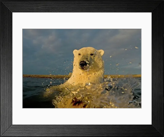 Framed Print : Curious Polar bear cub (Ursus maritimus) in water