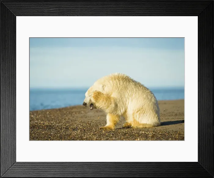 Framed Print : Juvenile Polar bear (Ursus maritimus) rubbing its face