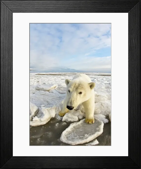 Framed Print : Curious Polar bear cub (Ursus maritimus) on newly formed pack ice Framed Print : Curious Polar bear cub (Ursus maritimus) on newly formed pack ice