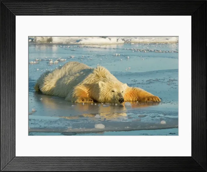 Framed Print : Polar bear (Ursus maritimus) cub moving lightly over newly formed pack ice Framed Print : Polar bear (Ursus maritimus) cub moving lightly over newly formed pack ice