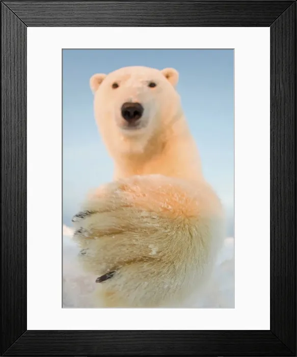 Framed Print : Curious Polar bear cub (Ursus maritimus) on the newly formed pack ice Framed Print : Curious Polar bear cub (Ursus maritimus) on the newly formed pack ice