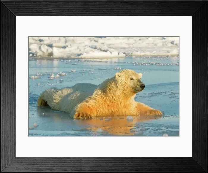 Framed Print : Polar bear (Ursus maritimus) cub moving lightly over newly formed pack ice Framed Print : Polar bear (Ursus maritimus) cub moving lightly over newly formed pack ice