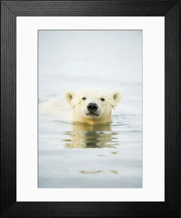 Framed Print : Polar bear (Ursus maritimus) yearling swimming in the Beaufort Sea Framed Print : Polar bear (Ursus maritimus) yearling swimming in the Beaufort Sea
