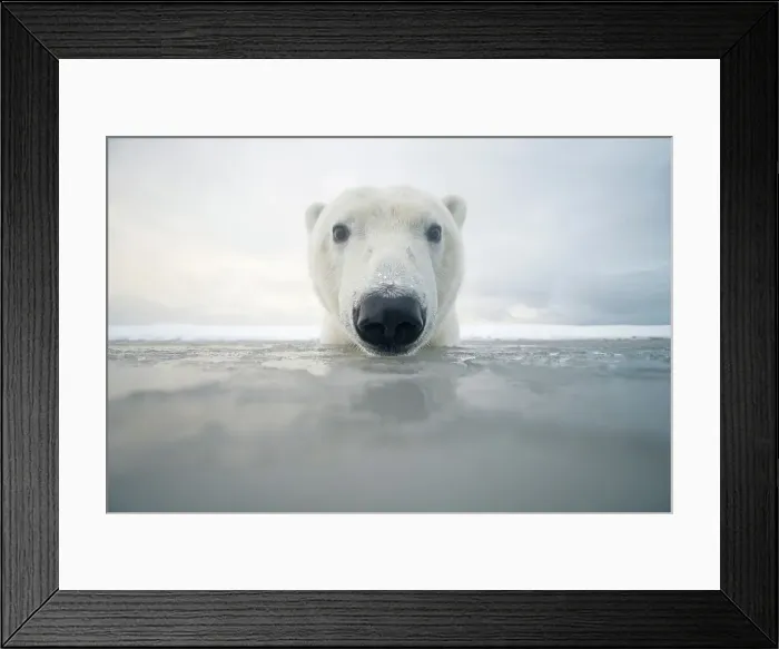 Framed Print : Curious Polar bear cub (Ursus maritimus) in freezing water