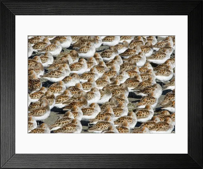 Framed Print : Flock of Western Sandpipers (Calidris mauri) resting on a mudflat