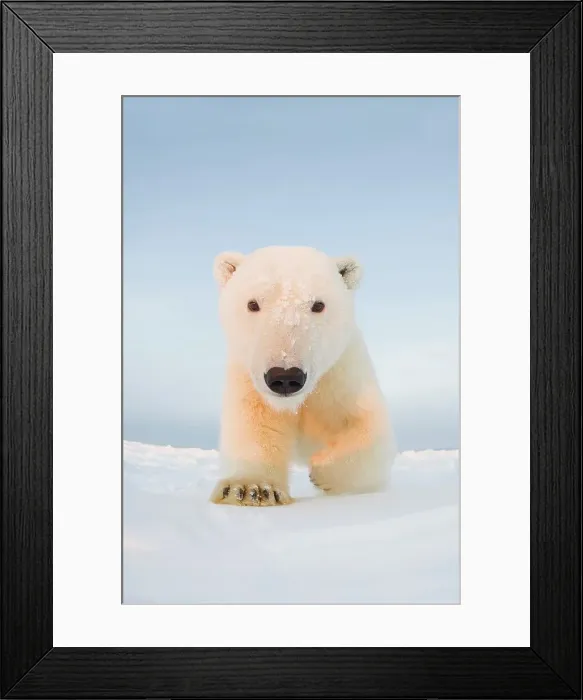 Framed Print : Curious Polar bear cub (Ursus maritimus) on newly formed pack ice