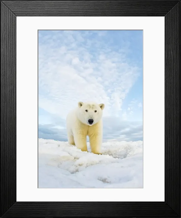 Framed Print : Curious Polar bear cub (Ursus maritimus) on newly formed pack ice Framed Print : Curious Polar bear cub (Ursus maritimus) on newly formed pack ice
