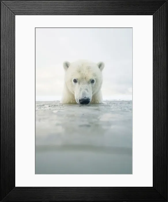 Framed Print : Curious Polar bear cub (Ursus maritimus) in freezing water
