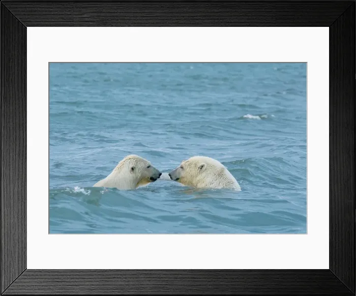 Framed Print : Polar bear (Ursus maritimus) sow with cub swimming in the Beaufort Sea Framed Print : Polar bear (Ursus maritimus) sow with cub swimming in the Beaufort Sea
