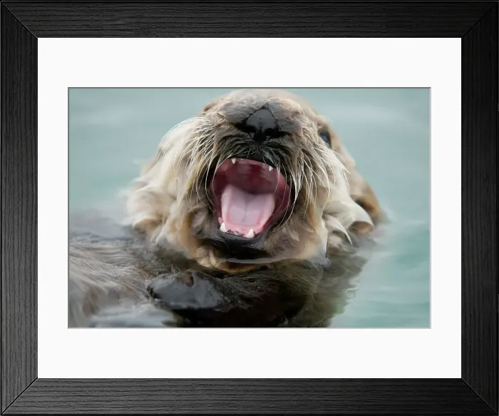 Framed Print : Sea otter (Enhydra lutris) yawning