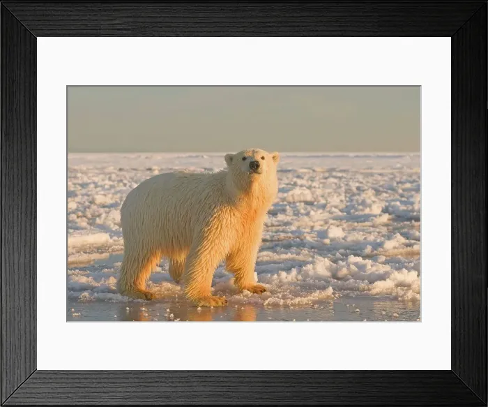 Framed Print : Polar bear cub (Ursus maritimus) on newly formed pack ice during fall freeze up Framed Print : Polar bear cub (Ursus maritimus) on newly formed pack ice during fall freeze up