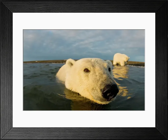 Framed Print : Curious Polar bear cub (Ursus maritimus) in water its mother on the beach