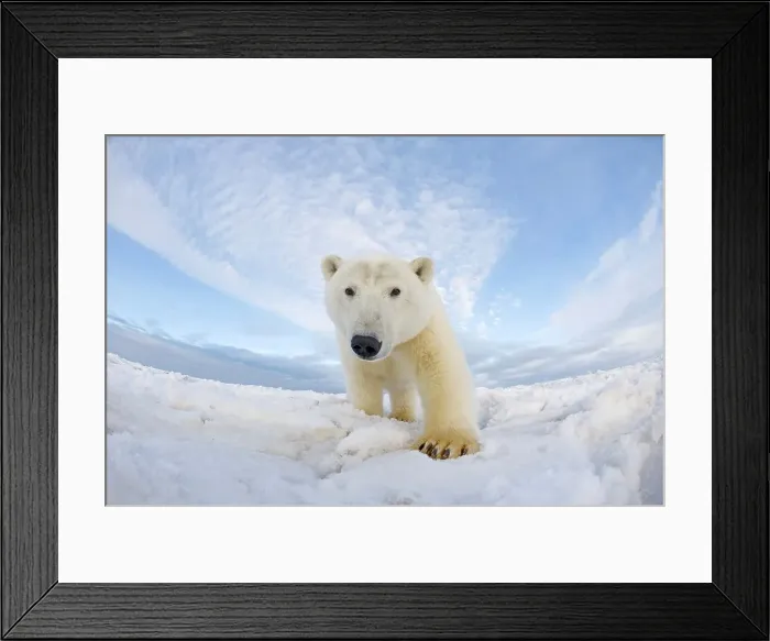 Framed Print : Curious Polar bear cub (Ursus maritimus) on newly formed pack ice Framed Print : Curious Polar bear cub (Ursus maritimus) on newly formed pack ice