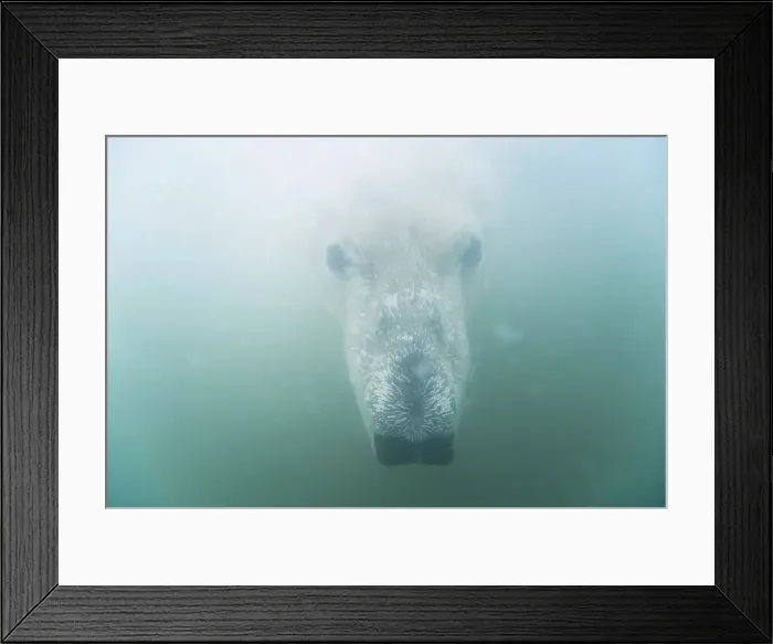 Framed Print : Underwater view of a young Polar bear (Ursus maritimus) swimming in freezing water
