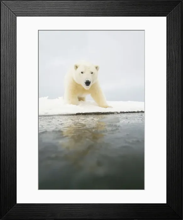 Framed Print : Curious Polar bear cub (Ursus maritimus) on newly formed pack ice Framed Print : Curious Polar bear cub (Ursus maritimus) on newly formed pack ice