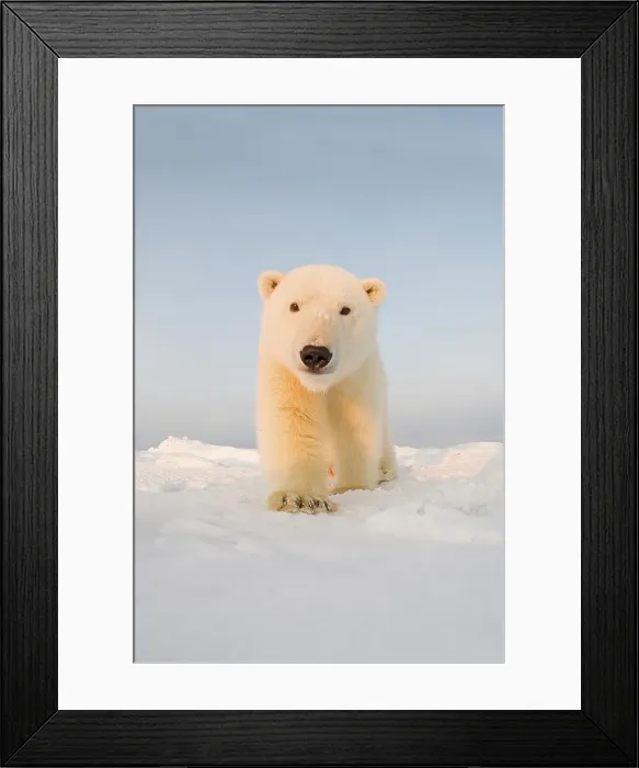 Framed Print : Curious Polar bear cub (Ursus maritimus) on newly formed pack ice Framed Print : Curious Polar bear cub (Ursus maritimus) on newly formed pack ice