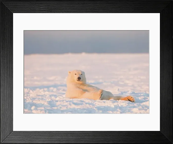Framed Print : Polar bear (Ursus maritimus) cub resting on newly formed pack ice Framed Print : Polar bear (Ursus maritimus) cub resting on newly formed pack ice