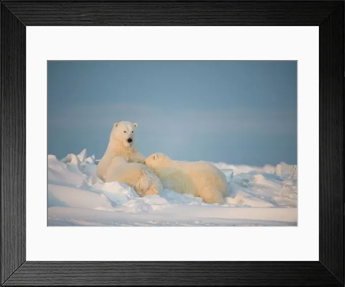Framed Print : Polar bear (Ursus maritimus) sow nursing her cubs on the newly frozen pack ice Framed Print : Polar bear (Ursus maritimus) sow nursing her cubs on the newly frozen pack ice