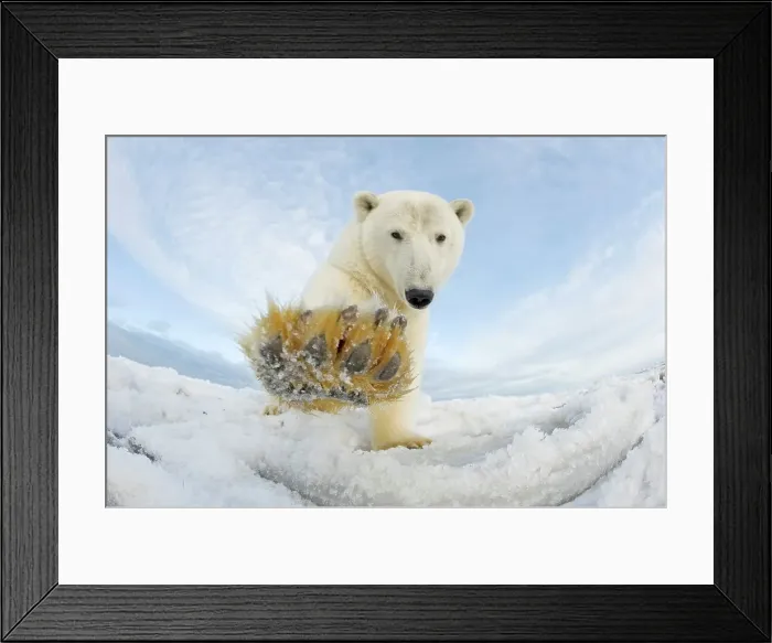 Framed Print : Curious Polar bear cub (Ursus maritimus) on newly formed pack ice Framed Print : Curious Polar bear cub (Ursus maritimus) on newly formed pack ice