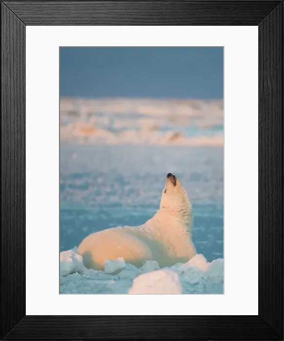 Framed Print : Polar bear (Ursus maritimus) sow resting on the newly formed pack ice and scenting the air Framed Print : Polar bear (Ursus maritimus) sow resting on the newly formed pack ice and scenting the air