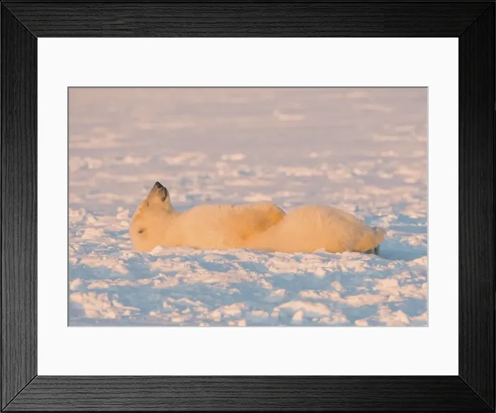 Framed Print : Polar bear (Ursus maritimus) cub resting on newly formed pack ice Framed Print : Polar bear (Ursus maritimus) cub resting on newly formed pack ice