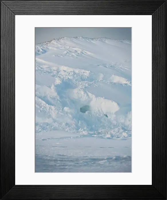 Framed Print : Polar bear (Ursus maritimus) den along the Arctic coast Framed Print : Polar bear (Ursus maritimus) den along the Arctic coast
