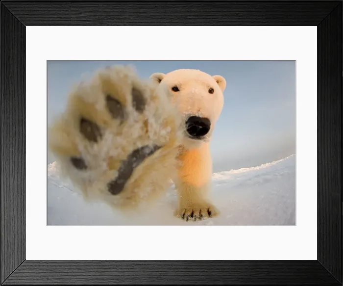 Framed Print : Curious Polar bear cub (Ursus maritimus) on the newly formed pack ice Framed Print : Curious Polar bear cub (Ursus maritimus) on the newly formed pack ice