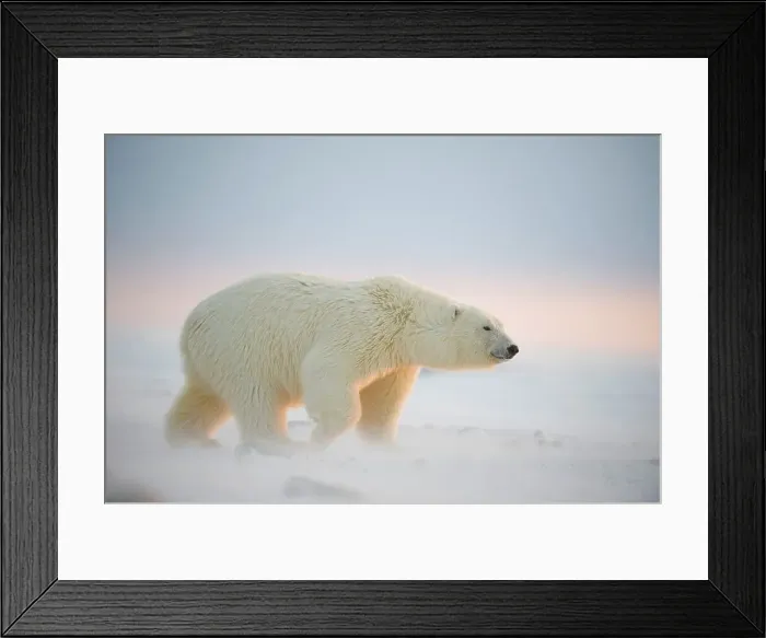 Framed Print : Polar bear cub (Ursus maritimus) walking on newly formed pack ice Framed Print : Polar bear cub (Ursus maritimus) walking on newly formed pack ice
