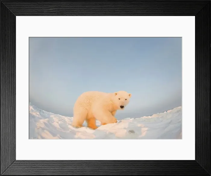 Framed Print : Curious Polar bear cub (Ursus maritimus) on newly formed pack ice Framed Print : Curious Polar bear cub (Ursus maritimus) on newly formed pack ice